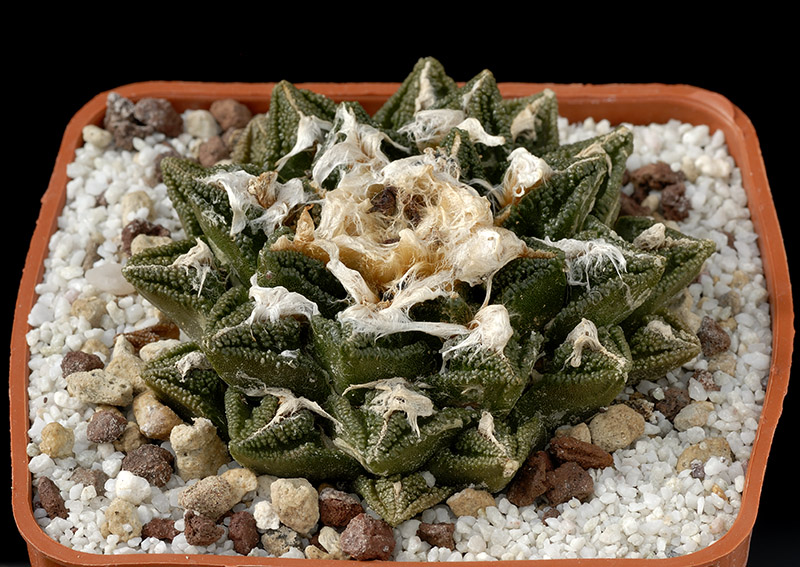 Ariocarpus fissuratus v. Hintonii D. 7 € 90.00.jpg